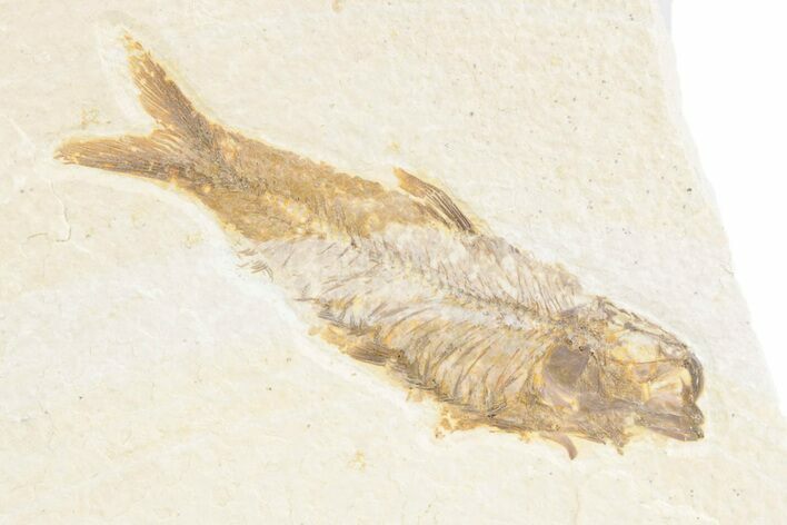 Detailed Fossil Fish (Knightia) - Wyoming #361072